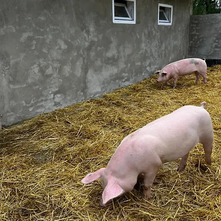 Alte Foersterei Im Harz - Urlaub Auf Dem Bauernhof * Harzgerode