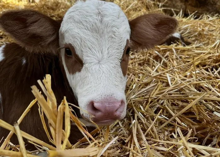 Alte Foersterei Im Harz - Urlaub Auf Dem Bauernhof 펜션