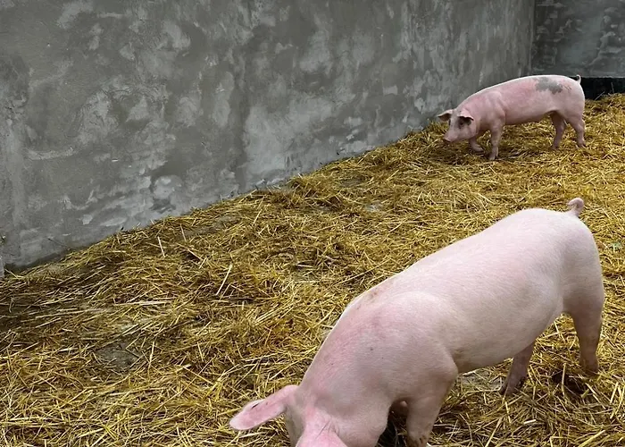 Alte Foersterei Im Harz - Urlaub Auf Dem Bauernhof * 하르츠게로데